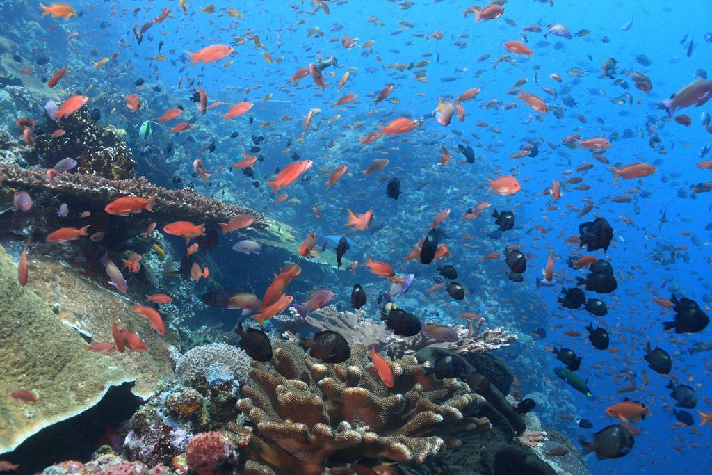 Garuda Hostel & Accomodation Nusa Penida Toyapakeh Eksteriør bilde